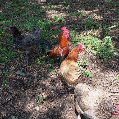 Chambre D'Hotes Saint Jacob Relais De Chasse Du XVIII Siecle Les Fougerêts Εξωτερικό φωτογραφία